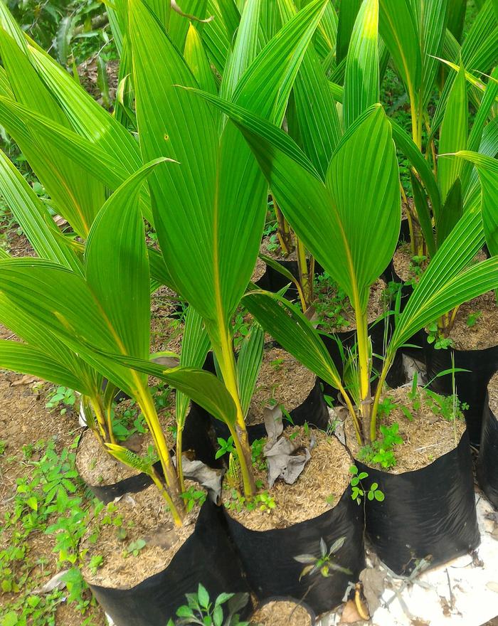 End Bibit Tunas Kelapa Kuning Lazada Indonesia