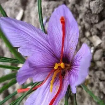 Bibit Tanaman Bunga Saffron Membeli Jualan Online Tanaman Biji