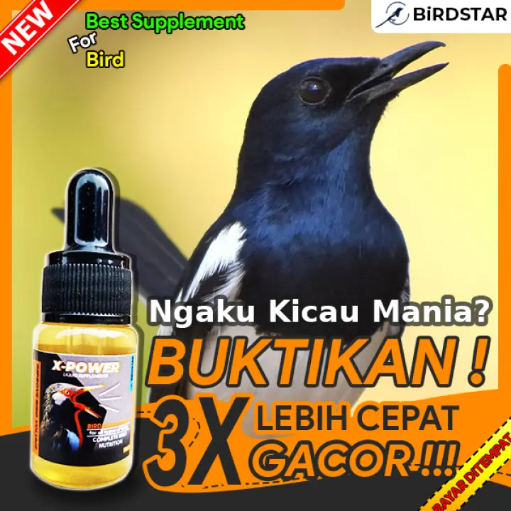 Vitamin Burung Mabung Murai Kacer Ijo Obat Ngurak Lazada Indonesia