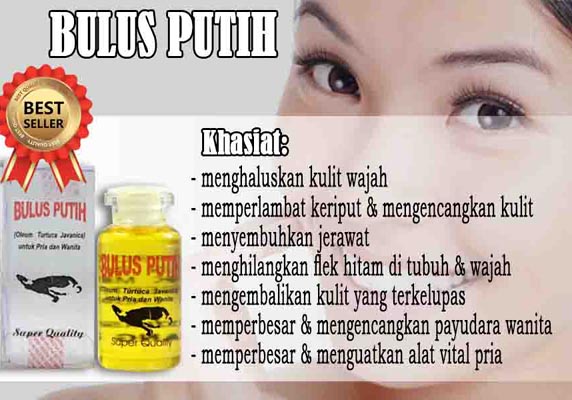 Minyak Bulus Putih Pengencang Dan Pembesar Payudara Mengencangkan Menghaluskan Kulit Tubuh Ken Herbal Lazada Indonesia