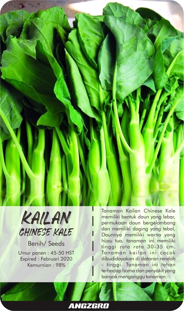 benih Kailan Seed (Chinese kale) 1000 Seeds Lazada Indonesia
