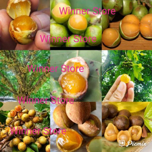 2 Kasambi Kosambi Kusambi Sambi Kecacil Kasambhi Kusambi Usapi Kasembi Schleichera Oleosa Biji Benih Lazada Indonesia