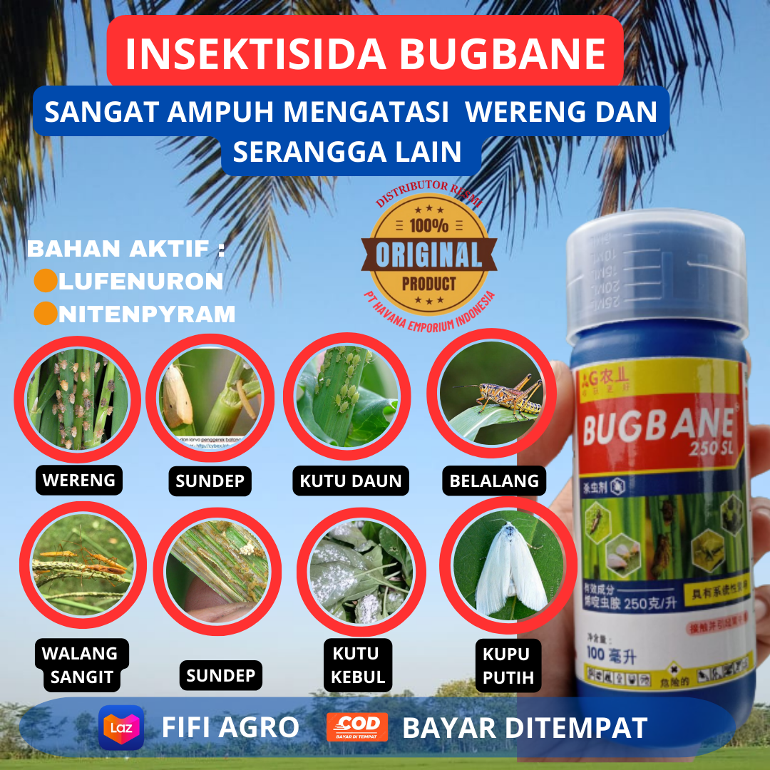 INSEKTISIDA BUGBANE PALING AMPUH MENGATASI WERENG HIJAU WERENG COKLAT ...