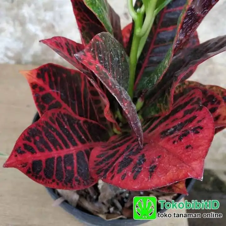 Tanaman Puring Worten Lazada Indonesia