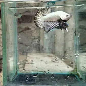740 Koleksi Gambar Ikan Cupang Black Dragon Gratis Terbaik