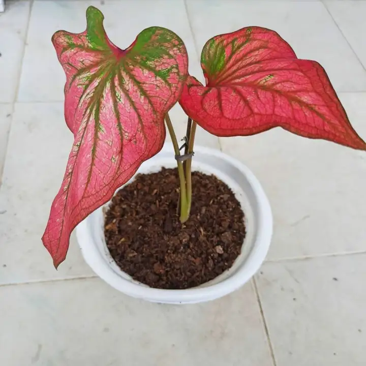 Tanaman Hias Caladium Infinity Keladi Merah Lazada Indonesia