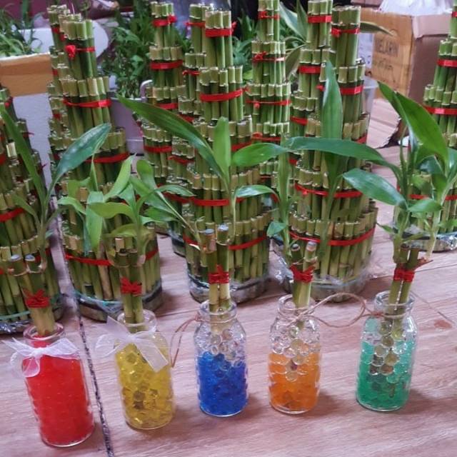 Promo Bambu Hoki Lucky Bamboo Hidrogel Tanaman Hias Indoor Souvenir Canti Lazada Indonesia