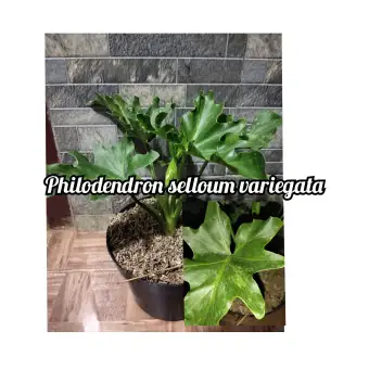 Paket 2 Pcs Tanaman Hias Philodendron Selloum Variegata Murah Philodendron Jari Monstera Jari Lazada Indonesia