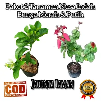 Promo Paket 2 Tanaman Nusa Indah Tanaman Bunga Nusa Indah Merah