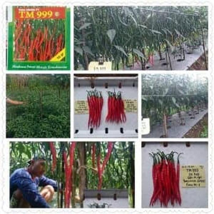 Benih Bibit Tanaman Cabai Cabe Kriting TM 999 - 10 gram DISKON