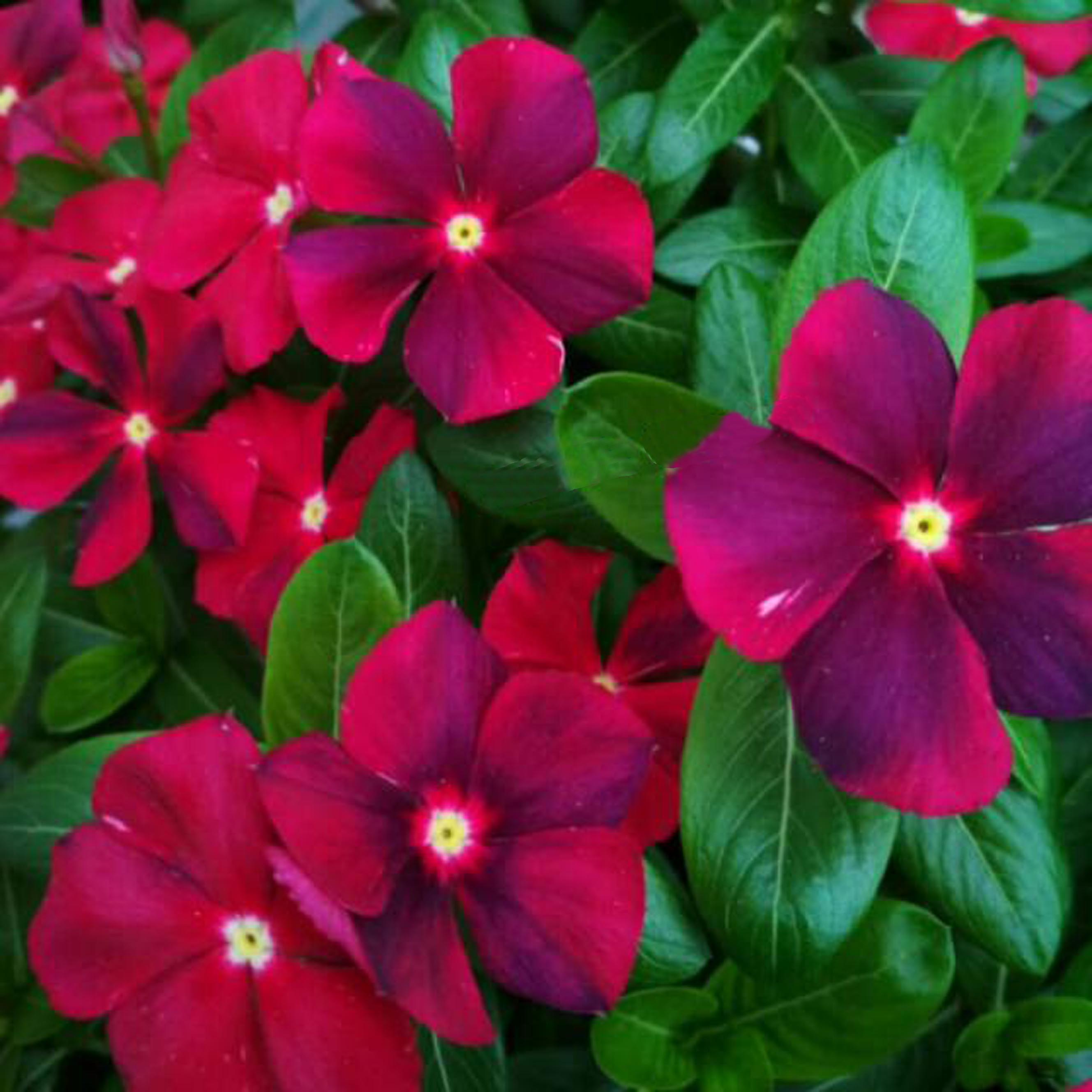Как выглядят цветы катарантус Benih Bunga Vinca Purple Red - Biji Bunga Vinca Purple Red-Bibit Bunga Vinca Pur
