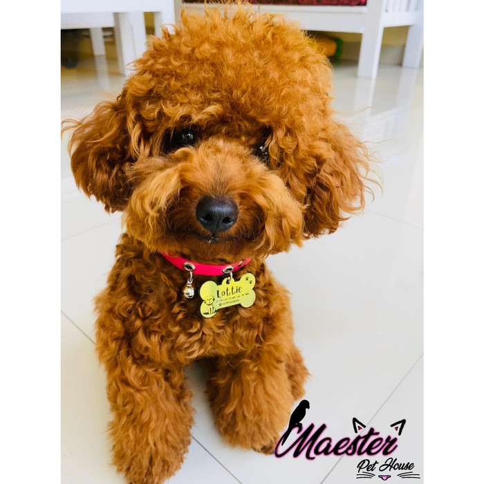 anjing poodle mini