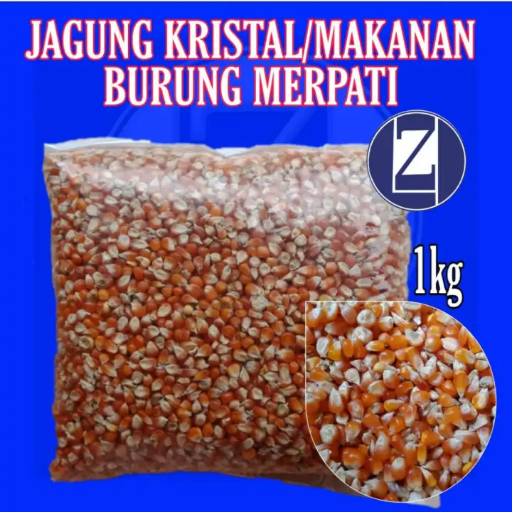 Pakan Merpati Jagung Kristal Pakan Burung Dara Lazada Indonesia