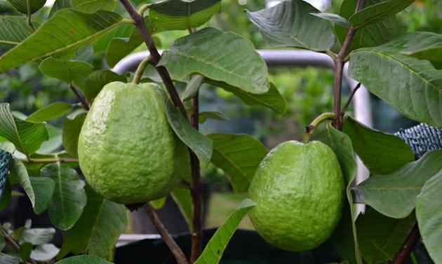 Bibit Tanaman Buah Jambu Mutiara