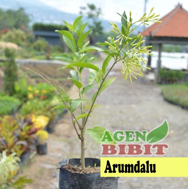 PROMO Bibit Bunga Arumdalu - Pohon Melati Jasmine - Arum Dalu - Tanaman Hias - vLXCsTJN