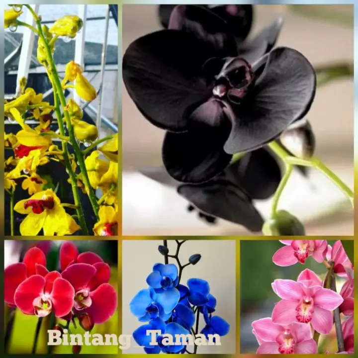 Paket 5 Tanaman Hias Anggrek Dendrobium Remaja Aneka Warna Bunga Lazada Indonesia