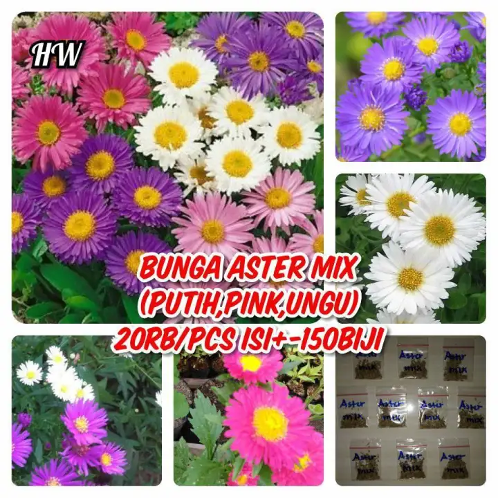 Aster Mix Isi 150 Benih Bunga Aster Lazada Indonesia
