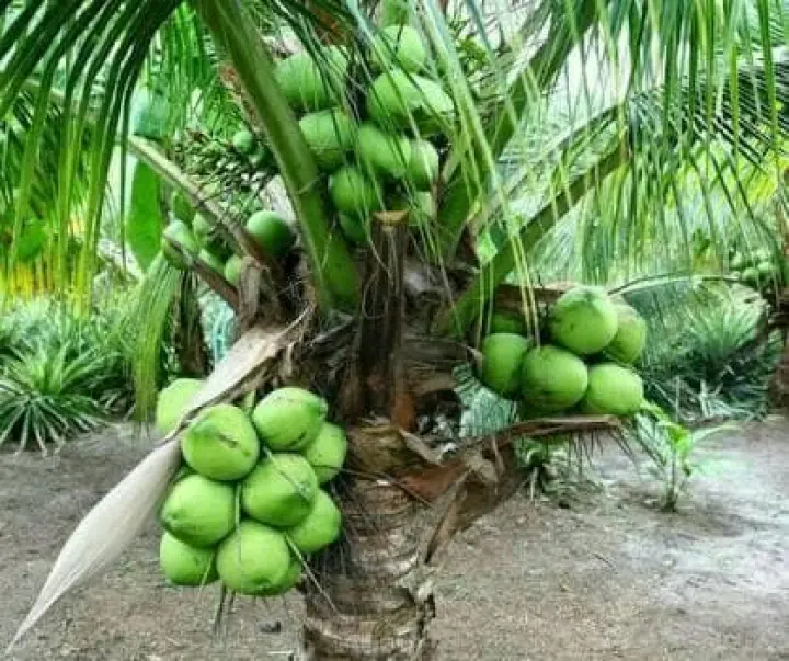 H3O Bibit Kelapa Pandan Wangi Paling Laris  Lazada Indonesia