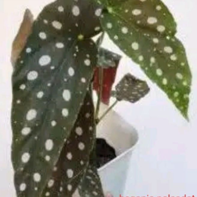tanaman hias begonia polkadot | Lazada Indonesia