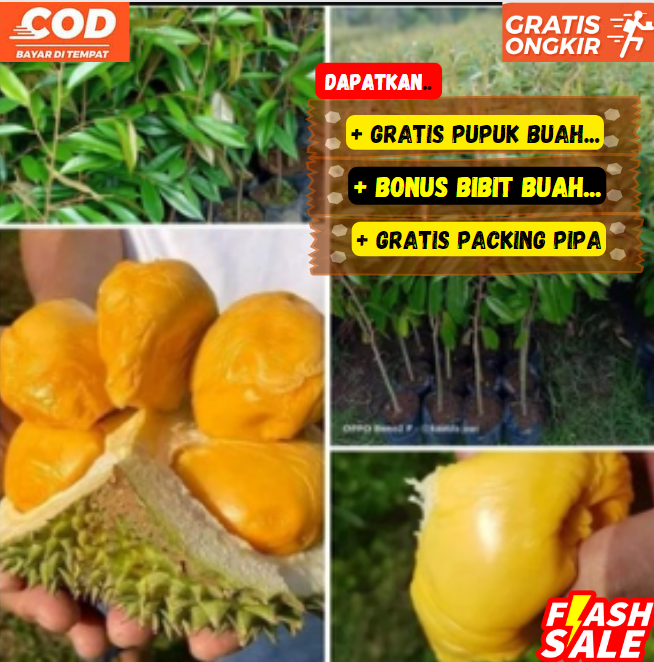 Bibit Pohon Durian Musang King Kaki 3 Tinggi 1 1.3 Meter Super