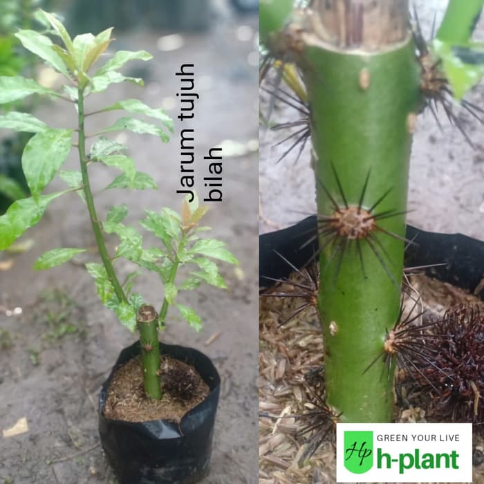 Bibit Pohon Jarum Tujuh Bilah Pereskia Sacharosa Tanaman Herbal Lazada Indonesia