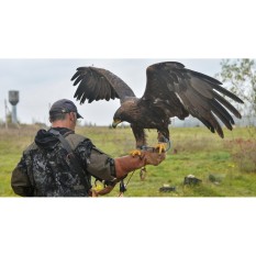 Asgarcollection-Sarung tangan kulit asli buat melihara burung elang uk 40 cm.