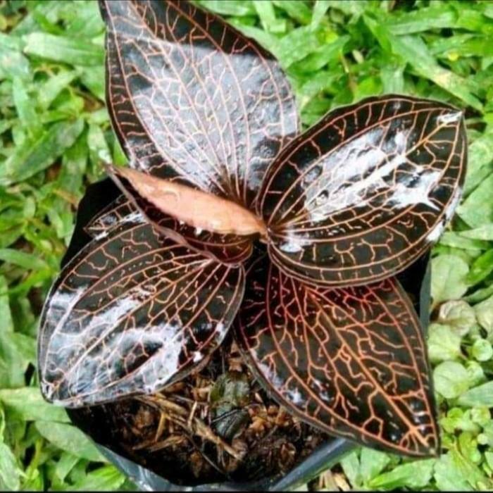 Anggrek tanah jewel orchid merah ( Ukuran Dewasa / Bukan Bibit ) [[[ TERSEDIA COD ]]] Lazada