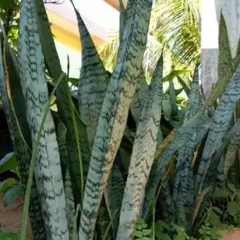 Tanaman Hias Lidah Mertua Tanaman Lidah Mertua Hijau Tanaman Hias Sansivera Lazada Indonesia