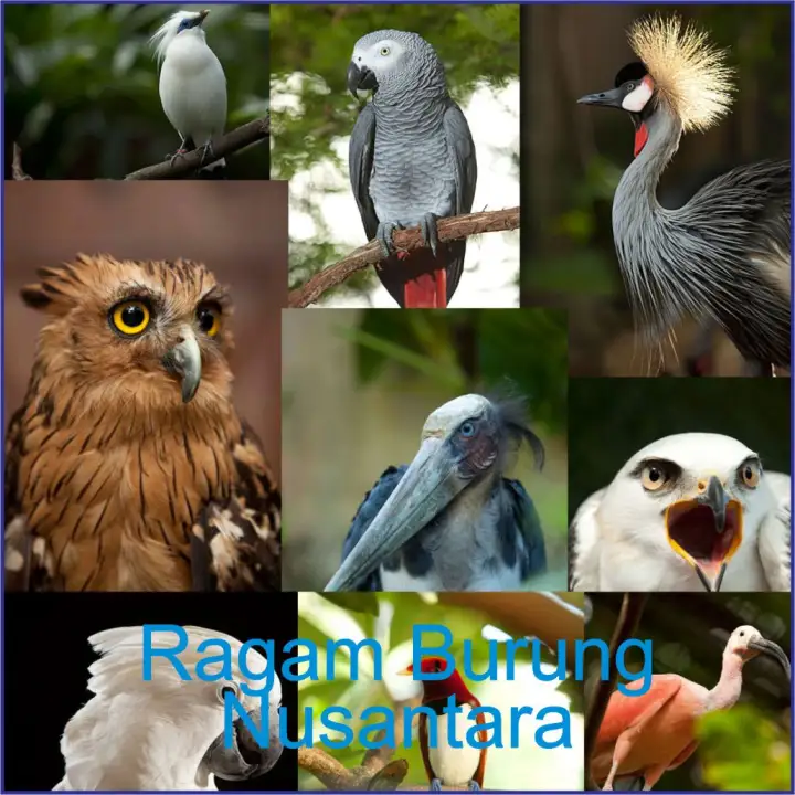Voer Burung Nanjung 105 100gr Pakan Burung Pur Murai Kacer