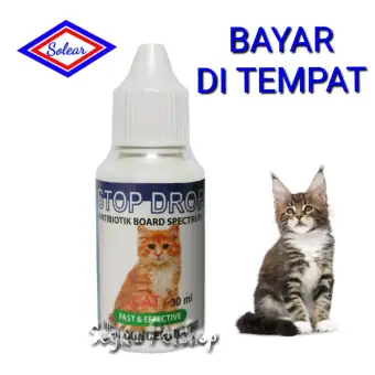 15 Penyebab Dan Cara Mengobati Kucing Muntah Yang Terbukti