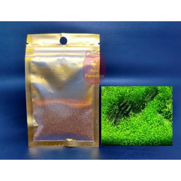 Bibit Benih Small Leaf Grass Carpet Seed Aquascape Aquarium Plant Seed/BIBIT ANGGUR IMPORT/BIBIT SAYURAN KOMPLIT/BIBIT BUAH BUAHAN CANGKOK DALAM POT/BIBIT DURIAN MUSANG KING SIAP BERBUAH | Lazada Indonesia