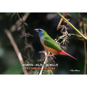 Burung Emprit Pelangi Sepasang Membeli Jualan Online Habitat
