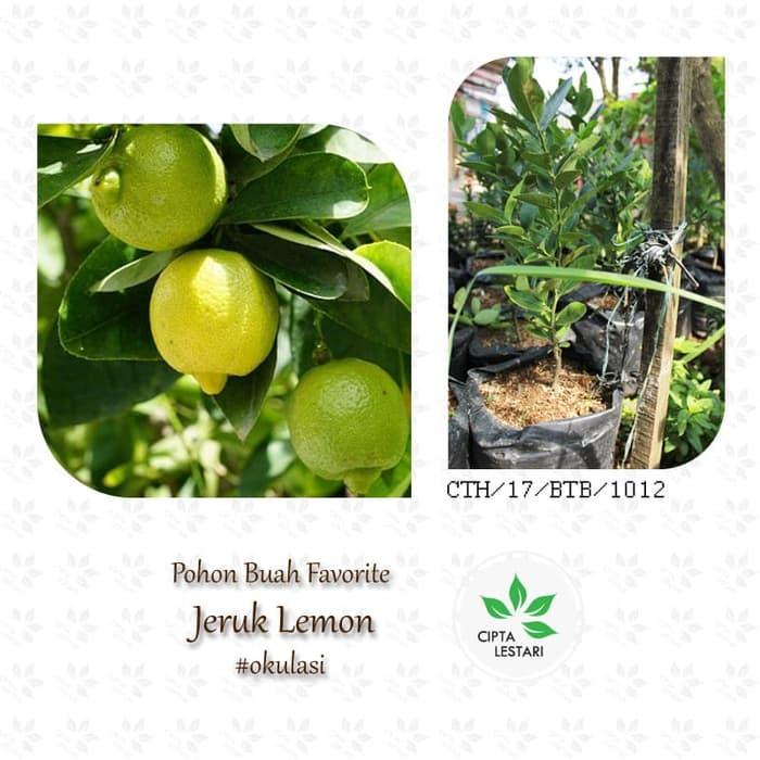 TERLARIS Bibit Jeruk Lemon Tea - Pohon Jeruk Lemon Tea Siap Tanam - xAwPQUPF