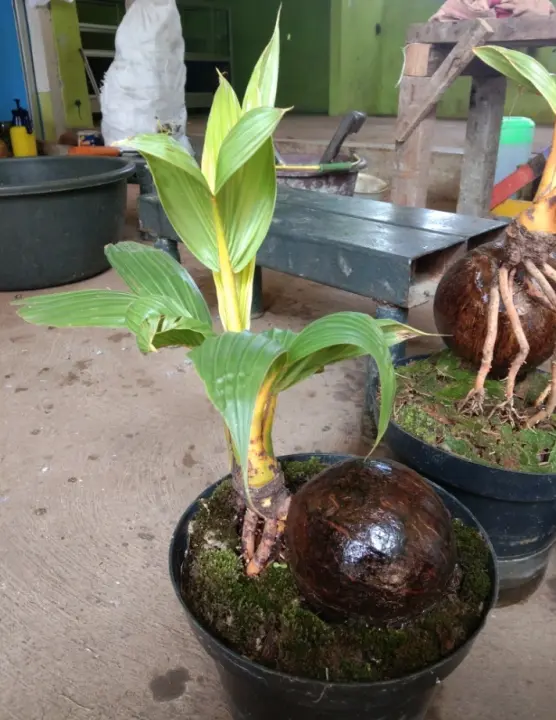 Bonsai Kelapa Bonsai Kelapa Gading Kuning Mini Pohon Kelapa Mini Lazada Indonesia