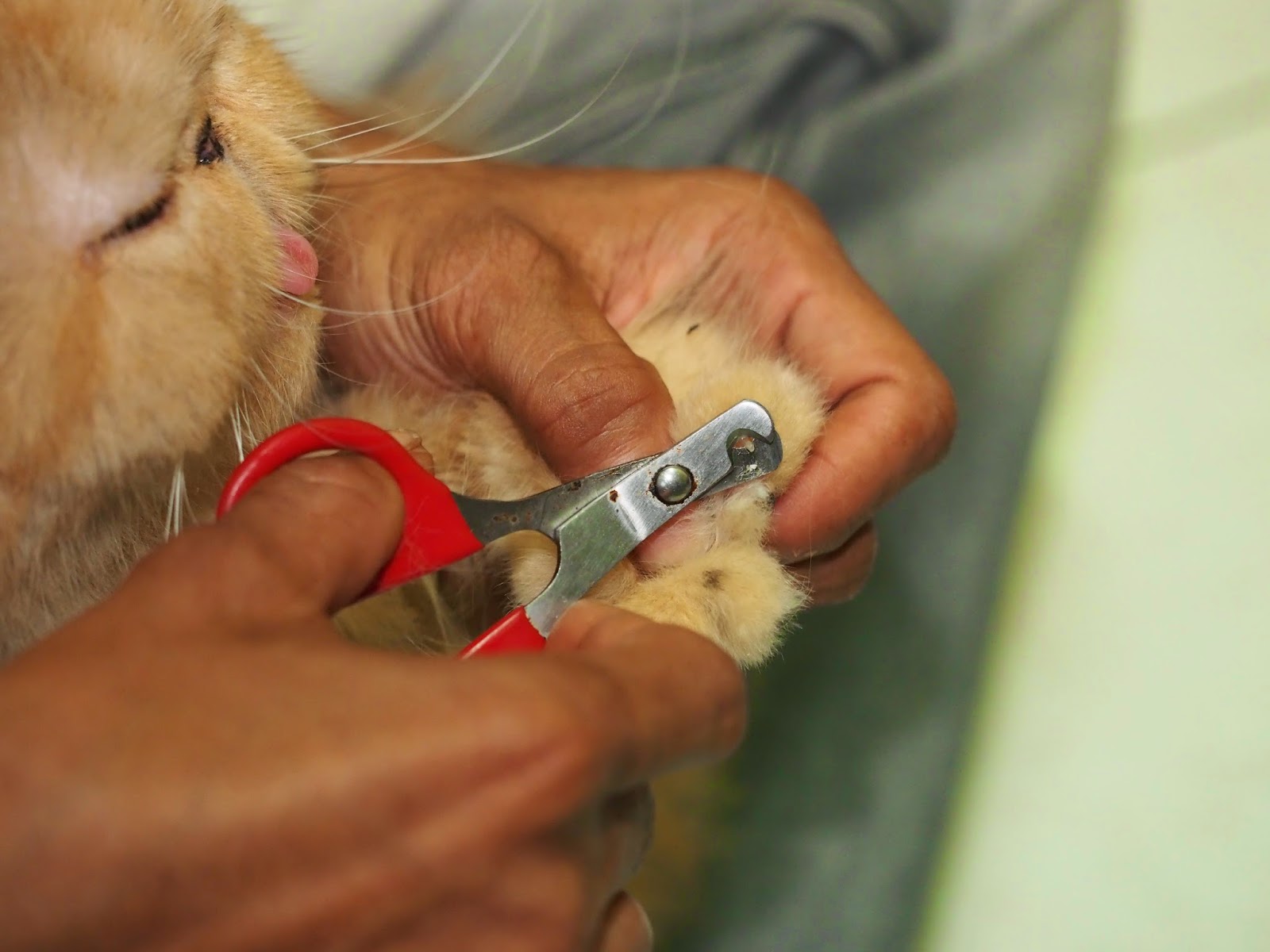 Gunting Kuku Hewan Kucing Anjing Kelinci Binatang Lainnya - Alat 