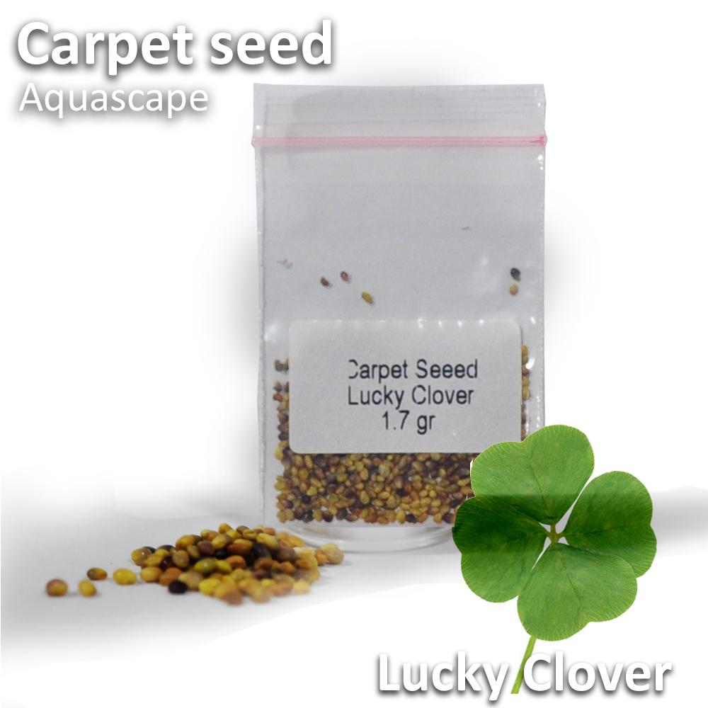 Jirifarm Bibit Benih Carpet Karpet Seed Lucky Lover 1.7gr Aquascape