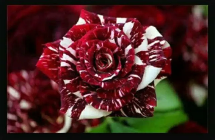 Tanaman Bunga Mawar Merah Putih Membeli Jualan Online Tanaman Biji Dan Umbi Dengan Harga Murah Lazada Indonesia