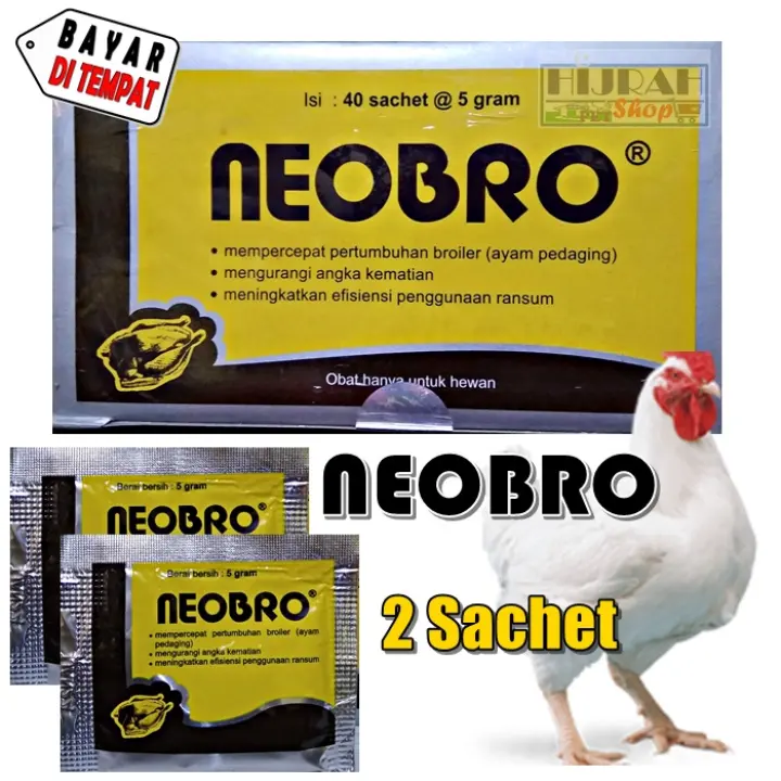 Alasan Ayam Aduan Kurus Dan Susah Gemuk Sabung Ayam Online Ayam Alas