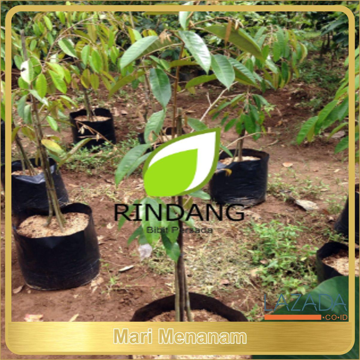 BIBIT DURIAN BHINNEKA BAWOR KAKI 3 TINGGI 1 METER | BERBUAH 3X SETAHUN TERLARIS DI LAZADA