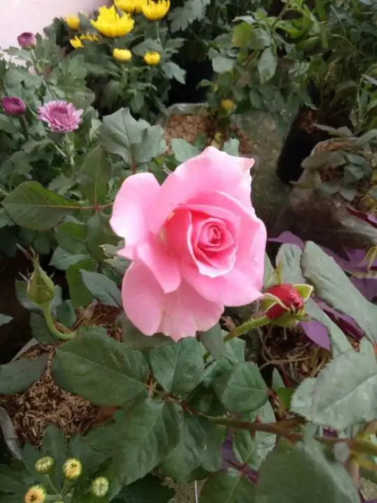 Tanaman Bunga Mawar Pink Membeli Jualan Online Tanaman Biji Dan