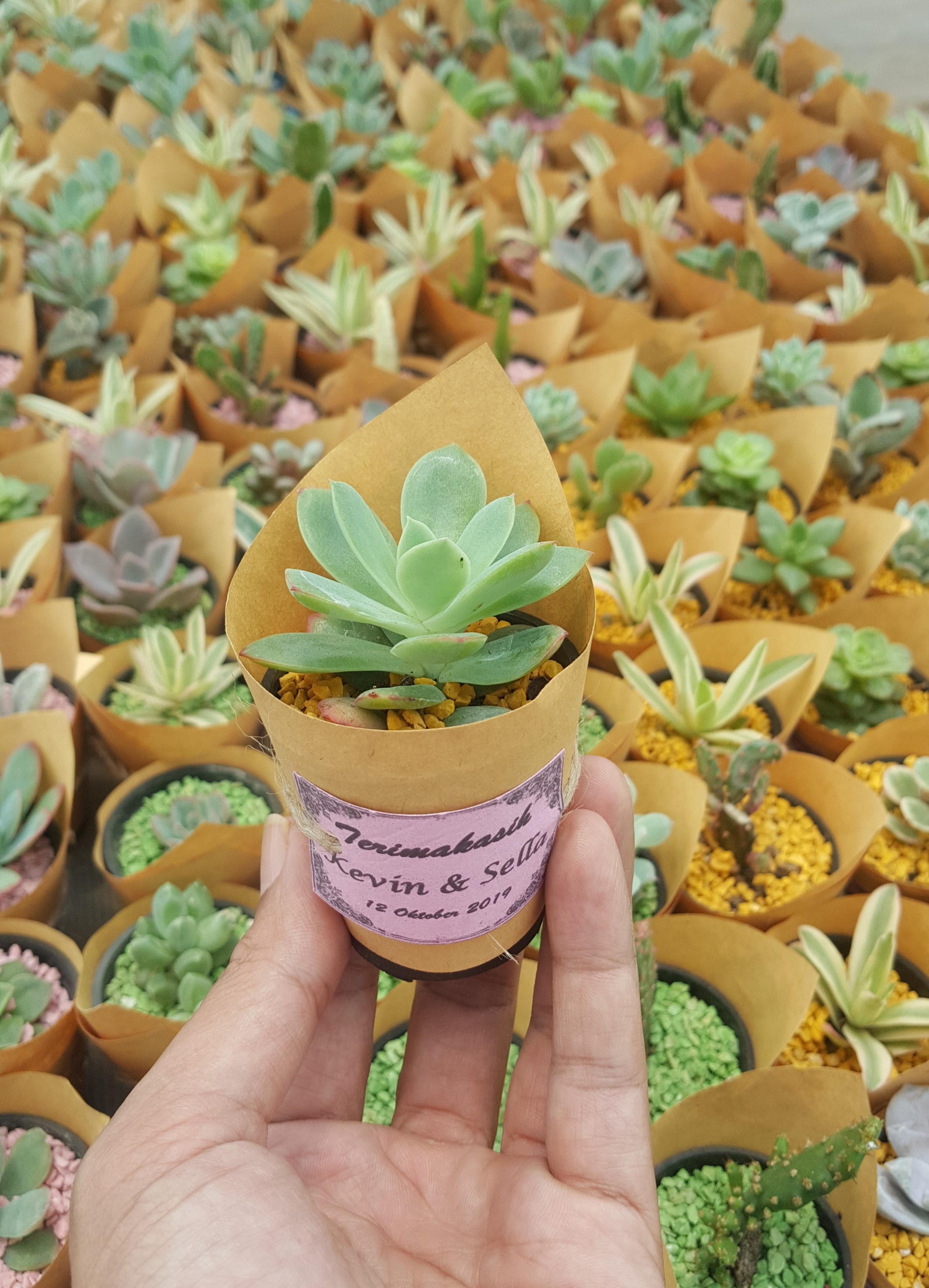 Souvenir Kaktus Mini Paket Paper Wrap | Lazada Indonesia
