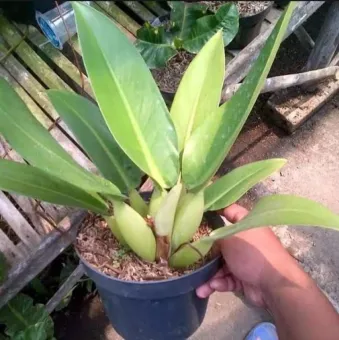 Tanaman Hias Philo Eceng Philodendron Eceng Philo Katak Lazada Indonesia