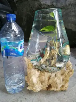 Akuarium Mini Akar Jati Aquarium Ikan Cupang Ikan Kecil Kaca Tebal Bentuk Unik Lazada Indonesia