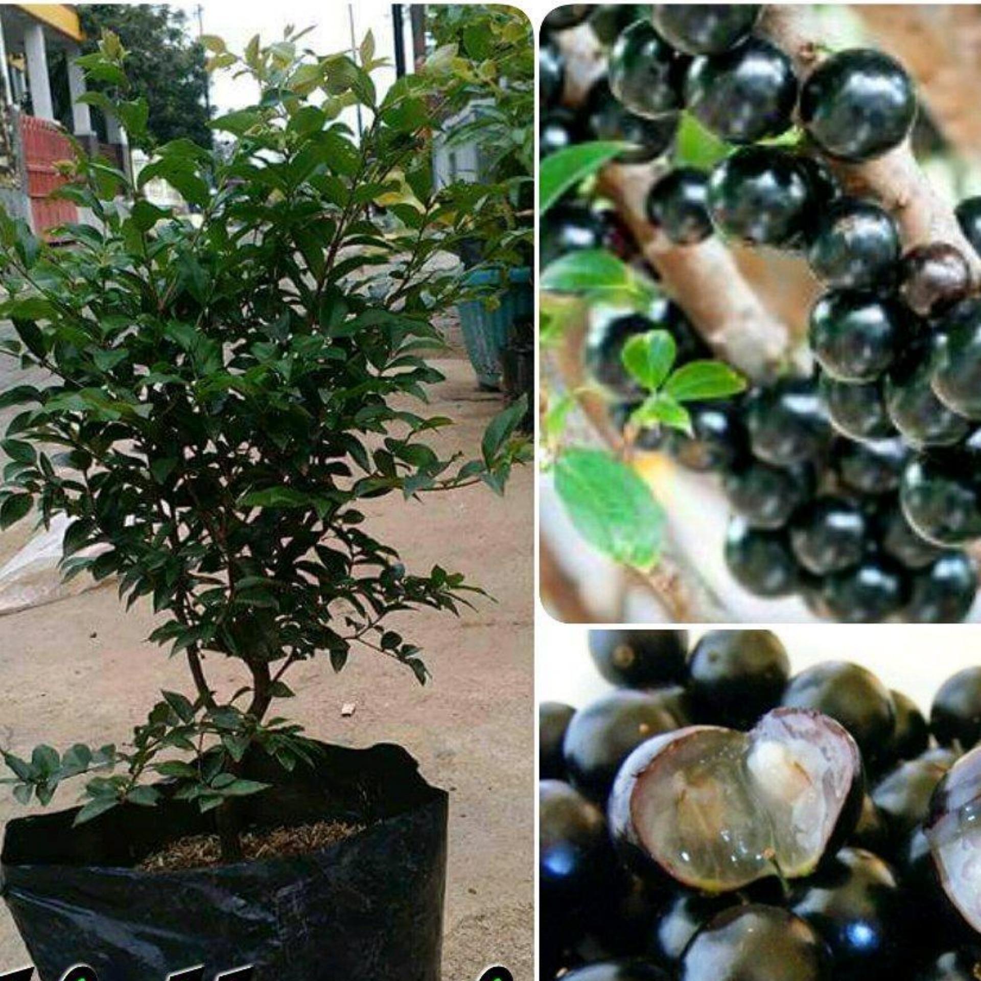 Bibit anggur Brazil super