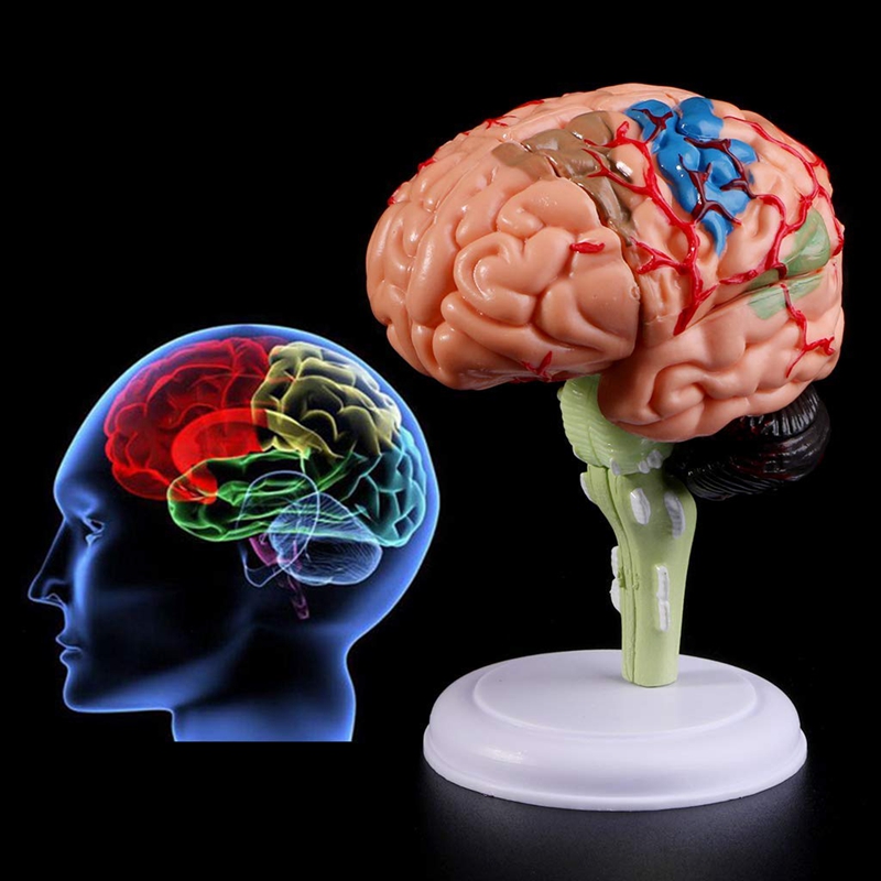 4D Disassembled Anatomical Human Brain Model Anatomy Teaching Tool ...