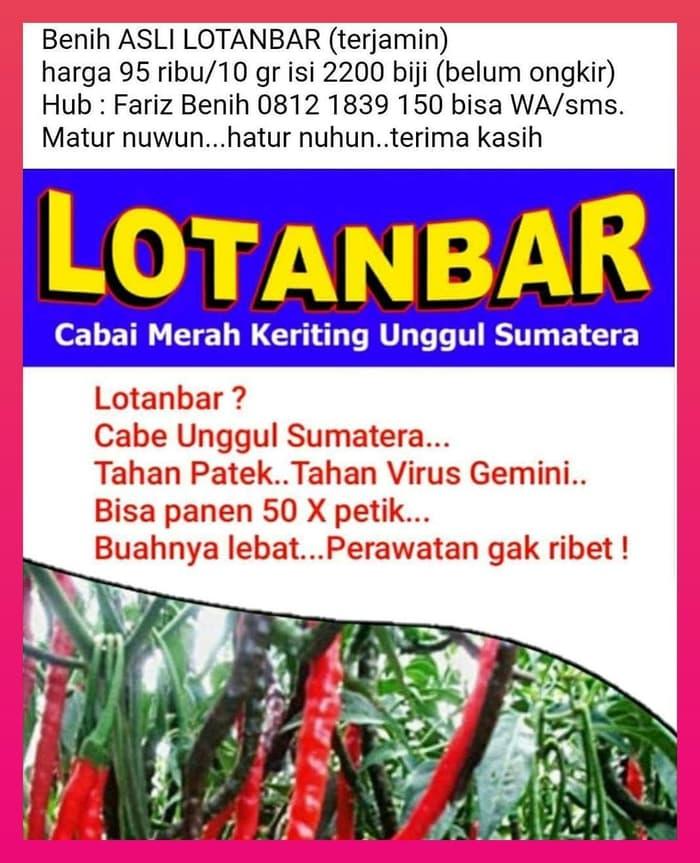 Diskon Bibit Benih Cabe Keriting Lotanbar Asli Diskon