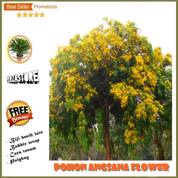 biji benih bunga pohon angsana tree /10 biji | Lazada Indonesia