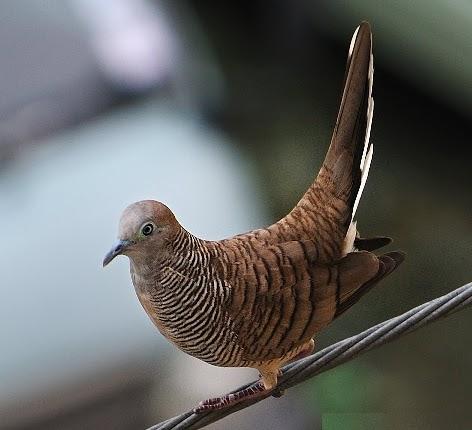 Alami Prebiotik Perkutut Vitamin Burung Perkutut Merangsang Bunyi