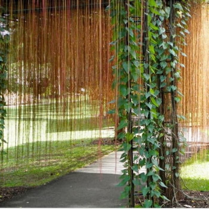 Jual Tanaman Ivy Curtain Terbaru Lazada Co Id