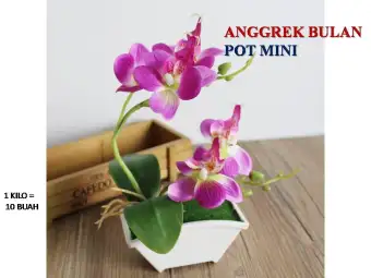 Download 7000 Wallpaper Bunga Anggrek Hitam HD Terbaru Download 7000 Wallpaper Bunga Anggrek Hitam HD Terbaru